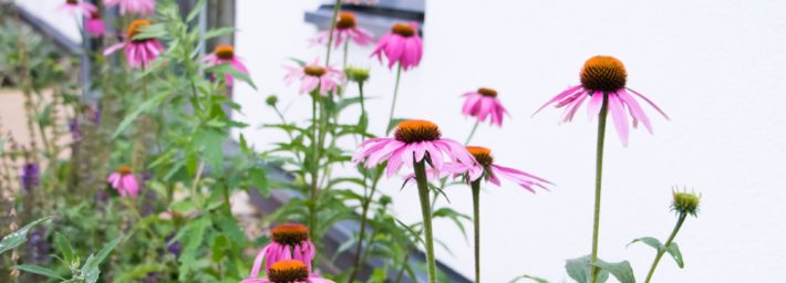 Pink flowers in Spring in front of the Hospice's Day Therapy Lounge