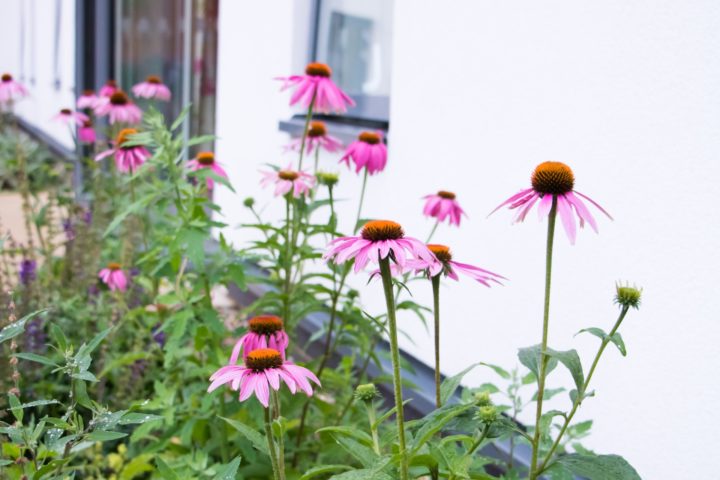 Pink flowers in Spring in front of the Hospice's Day Therapy Lounge