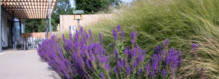 Purple lavender looking towards decked area of BIstro