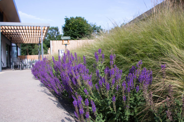 Purple lavender looking towards decked area of BIstro