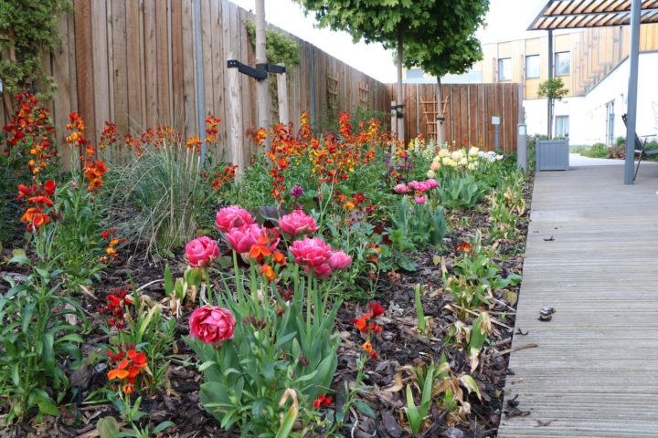 Colourful flower border
