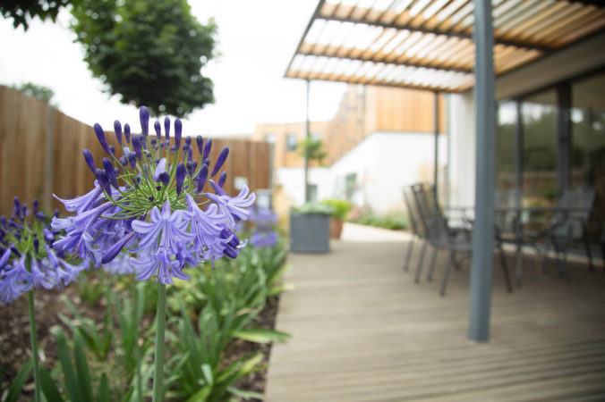 Purple flowers beside seating area