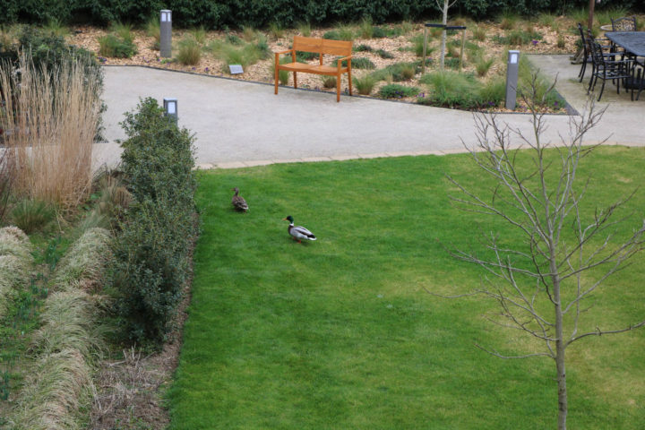 Two ducks cross grassed area in Hospice gardens