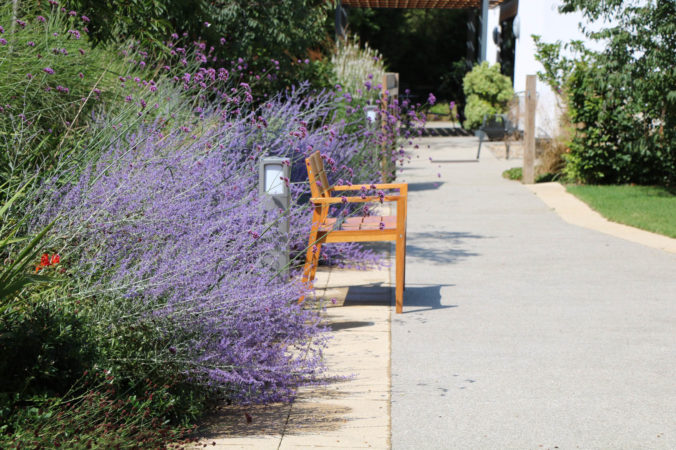 Empty bench in sunshine surrounded by lavendar