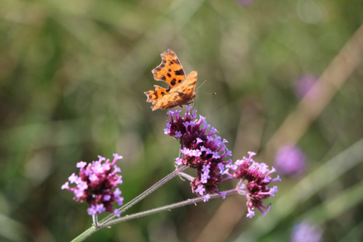 Orange butterfly settles on a pink and purple flower
