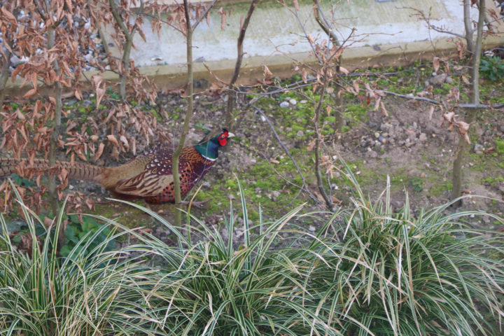 Pheasant strutting in undergrowth of garden