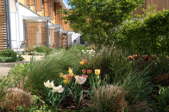 Tulips in the foreground with accessible patios behind