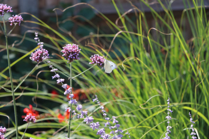 White butterfly surrounded by grass perches on a flower