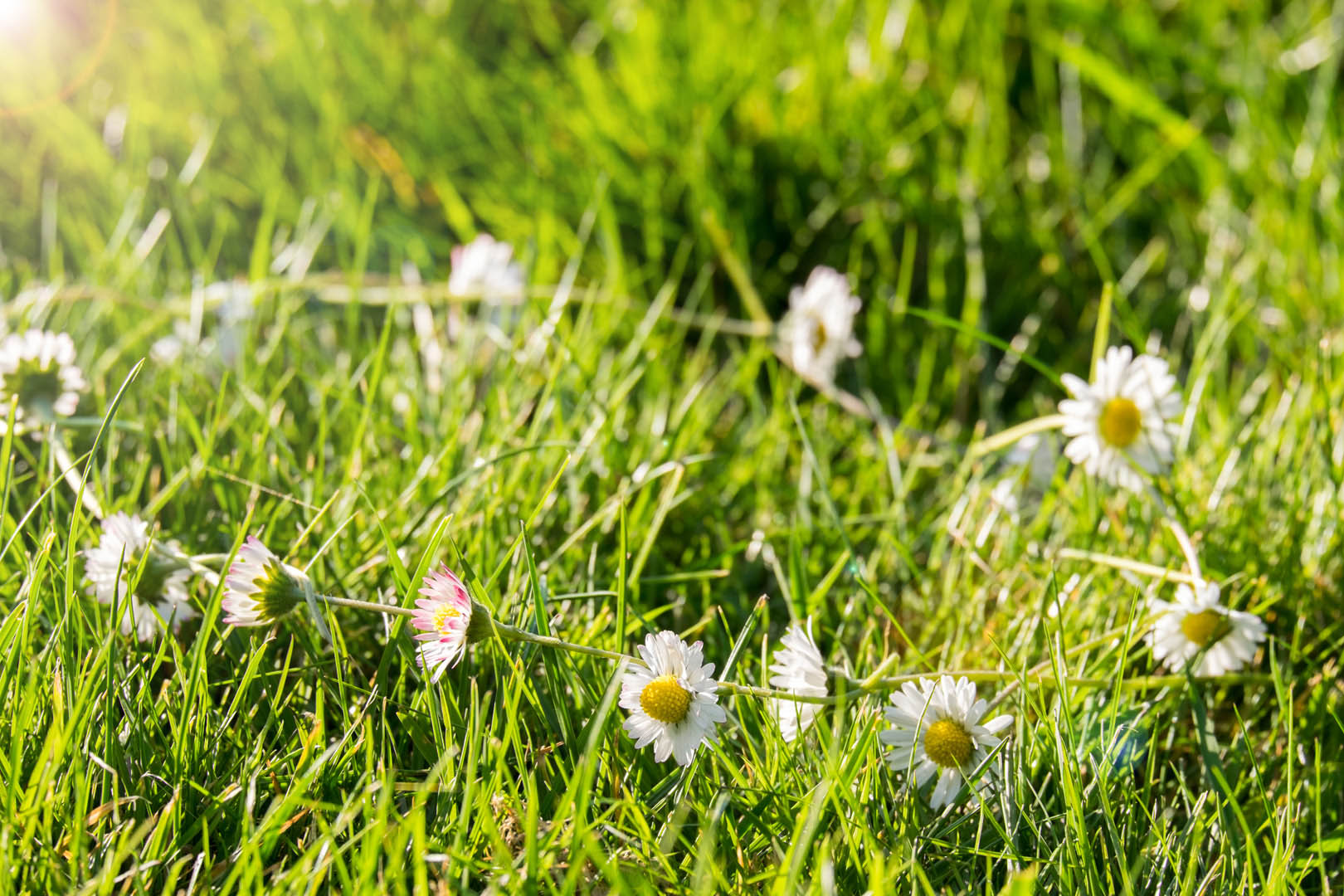 Daisy Chain Example photo 2