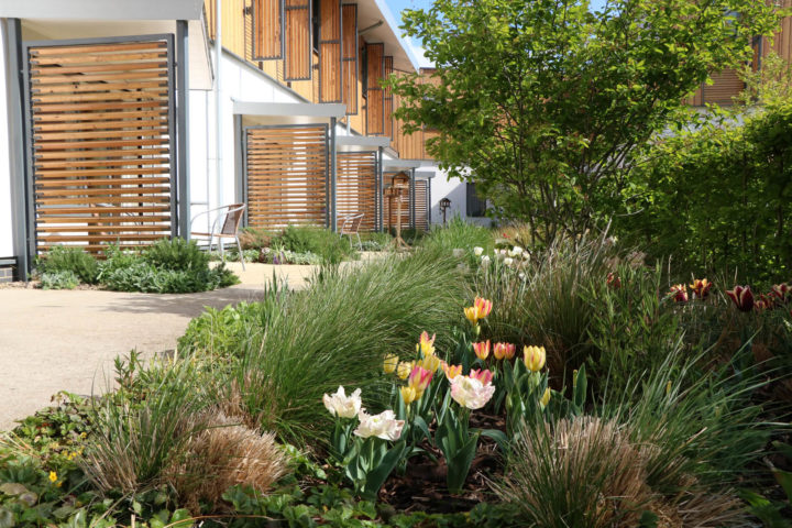 Tulips lining a path in front of patios
