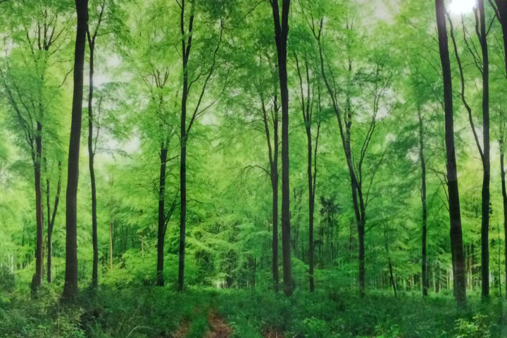 A peaceful and soothing scene of tall leafy green trees