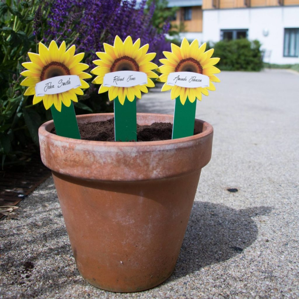 Sunflower markers in the Hospice's garden