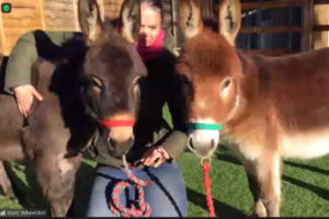 Lady in garden with a miniature donkey either side of her