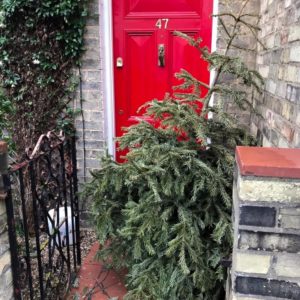 A lonely tree ready to be collected and recycled by #TeamArthur