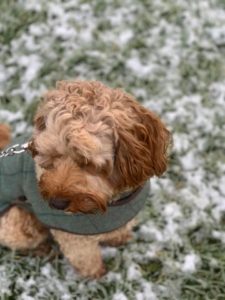 dog in the snow