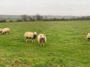 three sheep in a field