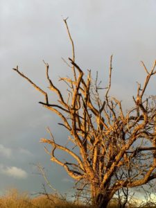 tree with grey sky