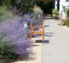 Lavender in bloom in hospice gardens