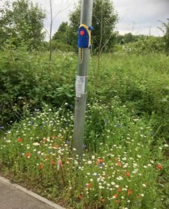 Wildflowers under the lampost leading to Arthur Rank Hospice