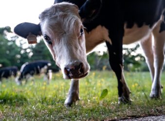 Black and white cow looking at the camera, in a field