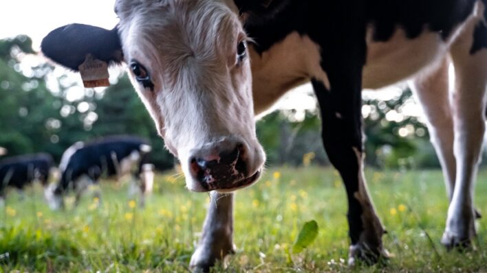 Black and white cow looking at the camera, in a field
