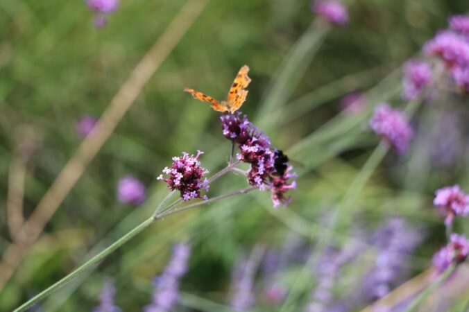 An orange butterfly on a purple flower