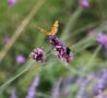 An orange butterfly on a purple flower