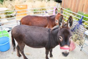 Miniature donkeys Tom and Ted in their temporary pen in the ARHC gardens