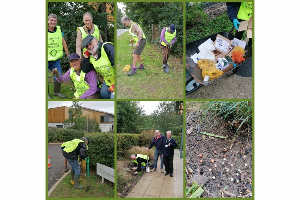 Pictures of Rotary Club of Cambridge Rutherford planting bulbs