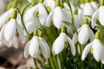 Snowdrops adverting Promise of Spring