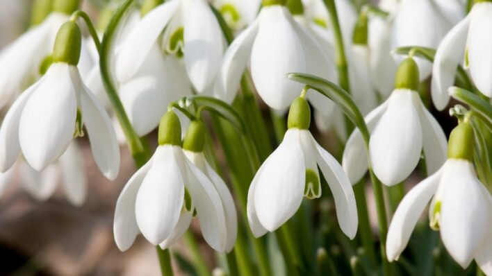 Snowdrops adverting Promise of Spring