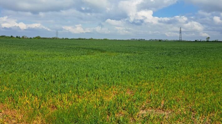 A green field and cloudy sky