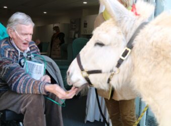 Male in wheelchair with donkey
