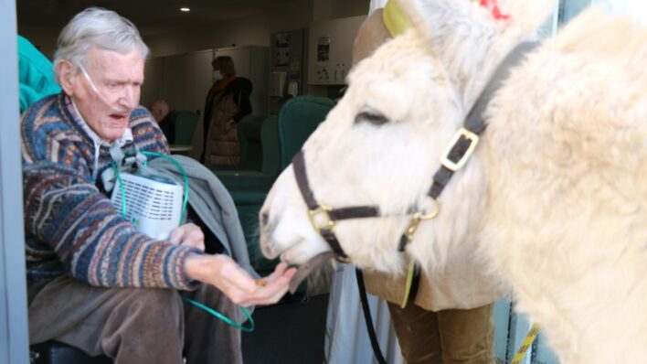 Male in wheelchair with donkey