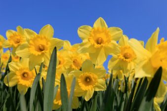 Yellow daffodils on blue sky