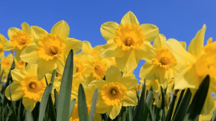 Yellow daffodils on blue sky