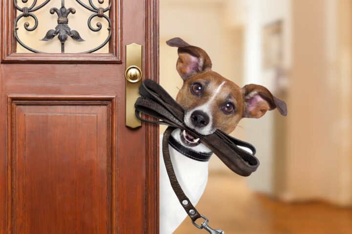 Dog with Lead popping head around door