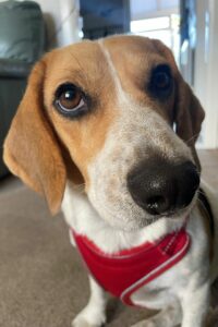 Brown and white Beagle dog looking at the camera