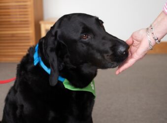 Black Labrador dog eating a biscuit from owners hand