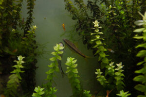 Siamese Algae Eaters fish and plants in a tank 