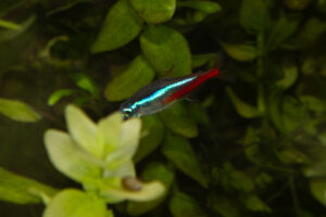 Blue Cardinal Tetras