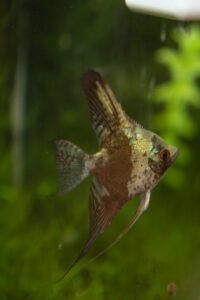 Brown Angel fish 