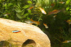 Swordtails