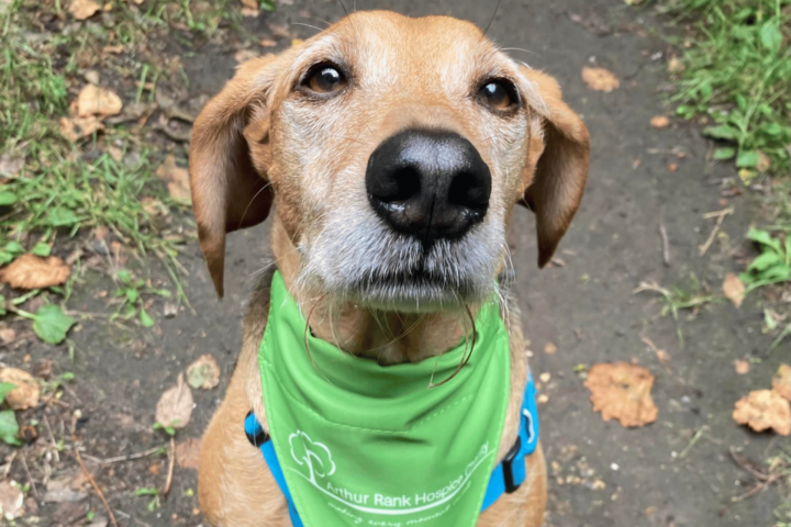 Medium sized dog wearing a green bandana
