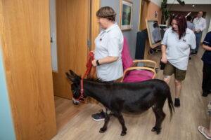 Female with donkey on a lead walking into a room
