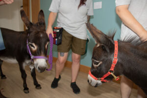 2 donkeys with a female wearing shorts