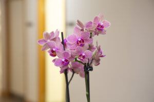 Pink orchid