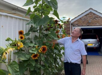 Older man on driveway next to sunflower over 8ft tall