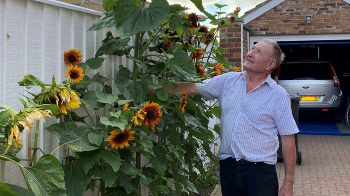 Older man on driveway next to sunflower over 8ft tall