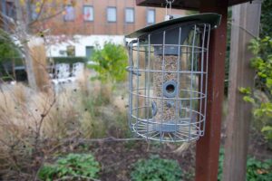 Bird feeder outside 
